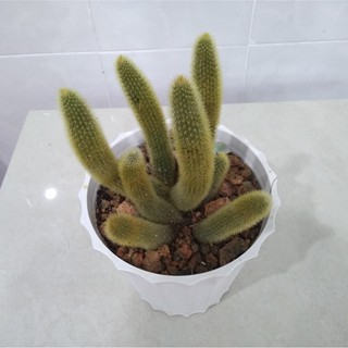 Xương rồng đuôi khỉ - size đại (10-15cm)