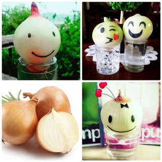 [GIÁ GỐC] Hạt giống Củ hành tây Hà Lan ( gói 1 gam )