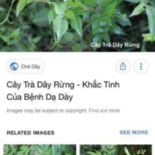 CHÈ DÂY RỪNG MẸ KEN (1KG)