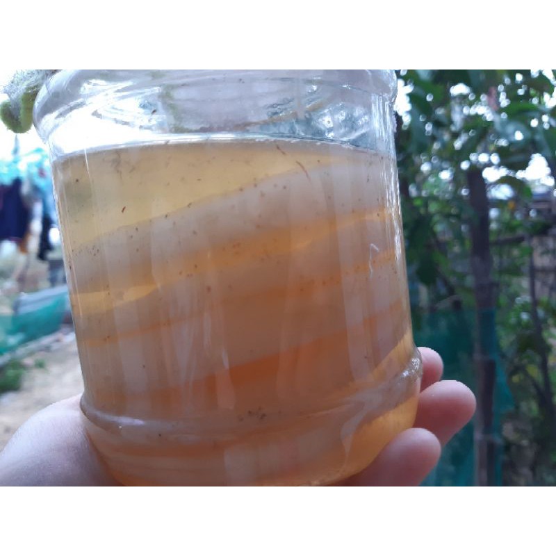 Scoby làm trà kombucha