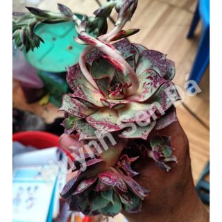 Hoa Hồng Đen Var - Echeveria Longissima Var Aztatlensis