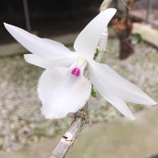 Kie giả hạc 5ct mũi hồng