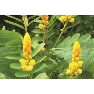 Cây Muồng Trâu - cây giống trồng trong bịch đen, được cố định trong thùng hàng, đảm bảo nguyên vẹn