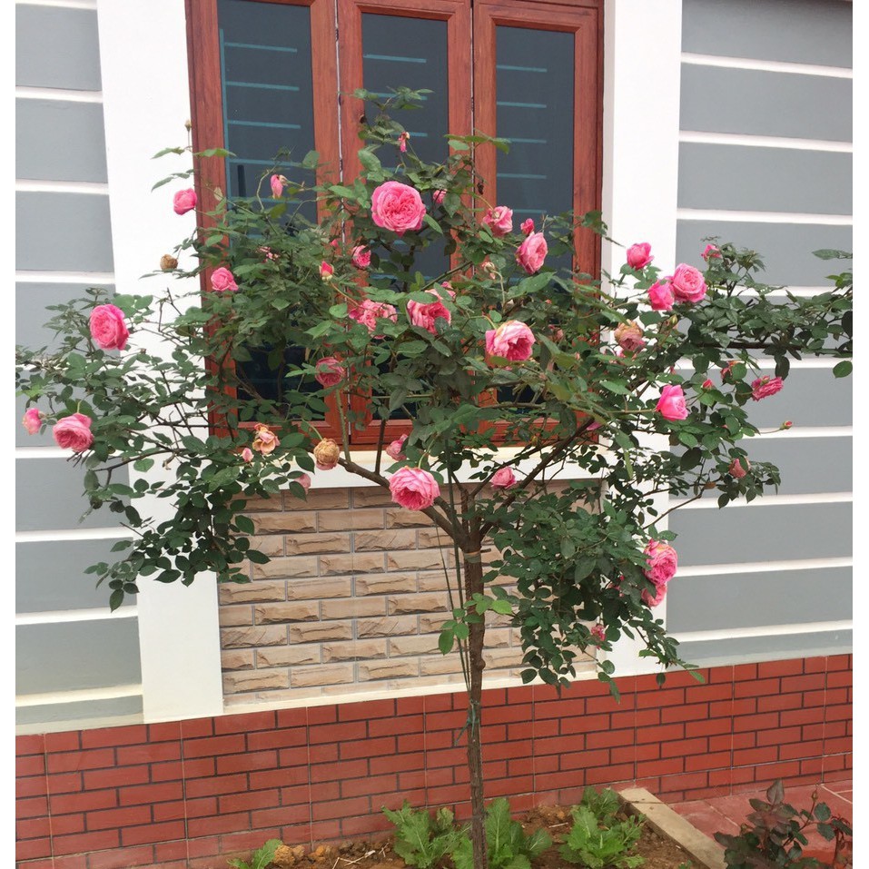 Trà hoa hồng hữu cơ khô tự nhiên, an toàn 100%