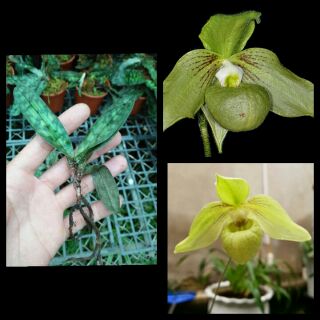 lan hài Jackii cây size trung