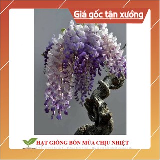 (Hot) Hg15 Gói 5 hạt giống hoa tử đằng trồng chậu F1 đẹp mê hồn rất đẹp>">