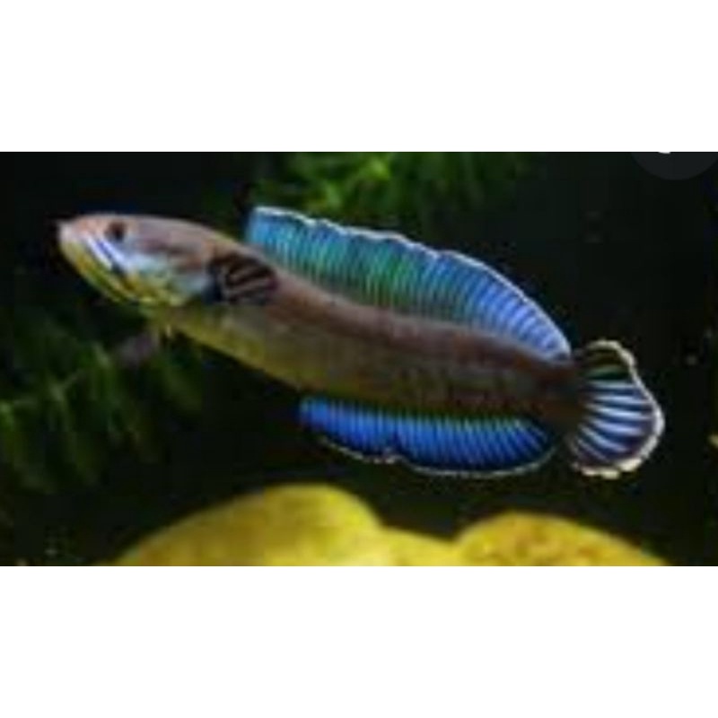 channa andrao 7-8-9cm