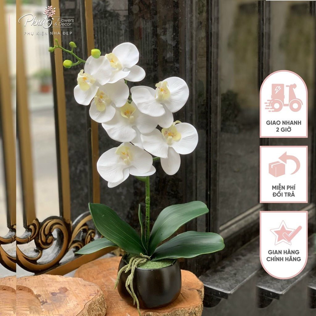 Chậu hoa giả lan hồ điệp cao su 7 bông trang trí đẹp PKND Flowers & Decor