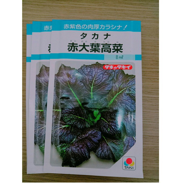 [Hạt giống Nhật Bản] Hạt giống cải mù tạt tím Nhật Bản ăn sống rất ngon  - tỷ lệ nảy mầm 95%