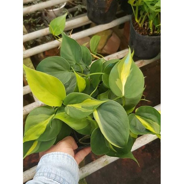 Cây Trầu Bà Brazil
