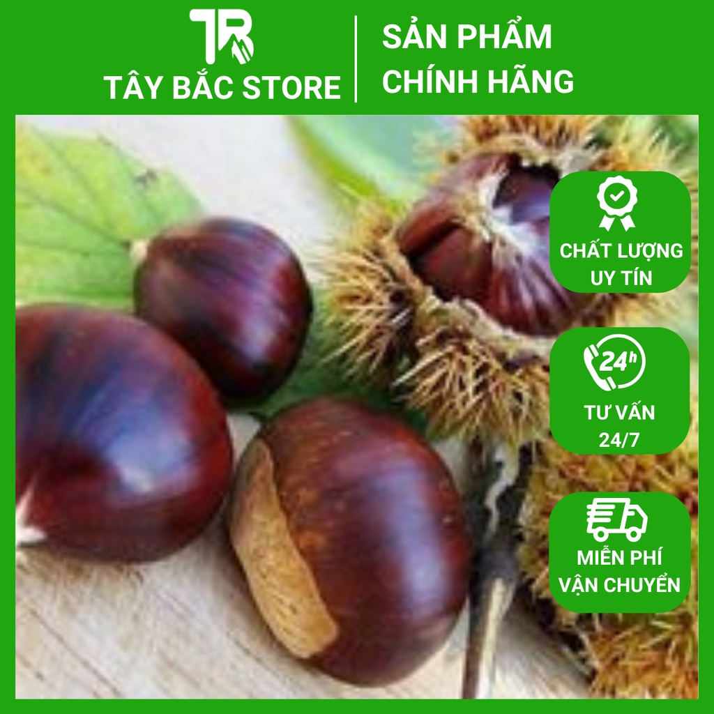 Hạt Dẻ Trùng Khánh (Cơm Vàng) Hạt Dẻ Sống Túi 1 Kg Gửi Từ Cao Bằng (Chưa Khứa)