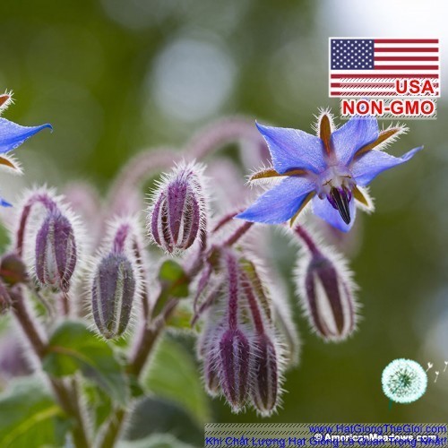 20h Hạt Giống Lưu Ly Borage LÀM TRÀ, TINH DẦU (B3.204| C25*X42)