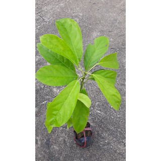 Cây dâu xanh gia bảo