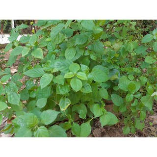 2 Cây giống rau Ngót Nhật|2 cây Ngót Nhật #cay #caygiong #cayngotnhat #ngotnhat