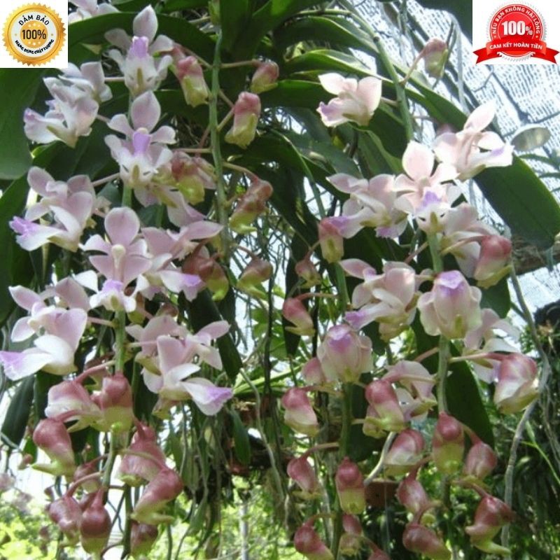 || FREE SHIP || Lan Tam Bảo Sắc Điện Biên
