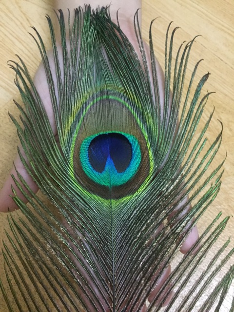 combo 39 lông công tài lộc 80-85cm loại mắt to đẹp | BigBuy360 - bigbuy360.vn