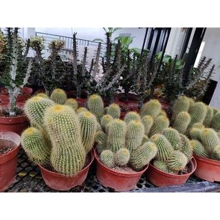 xương rồng len bụi