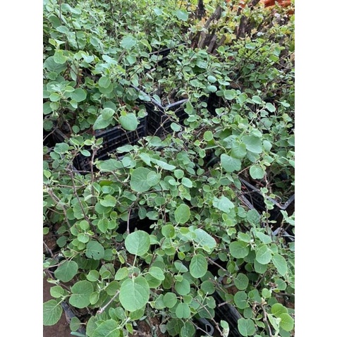 Cây kiwi - THẾ GIỚI HOA CÂY CẢNH - ra quả siêu sớm