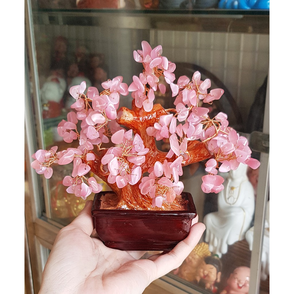 Cây tài lộc đá Mắt Mèo 16cm