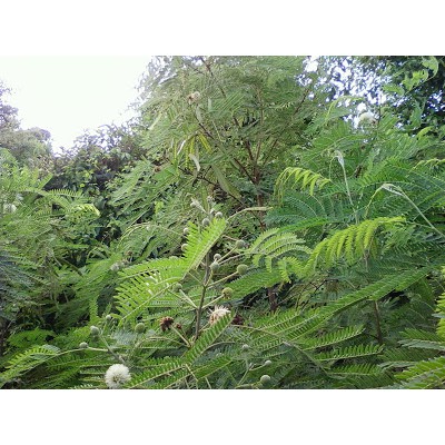 HẠT GIỐNG CÂY KEO DẬU CÂY DANG CÂY BÌNH LINH - GÓI 10 GRAM