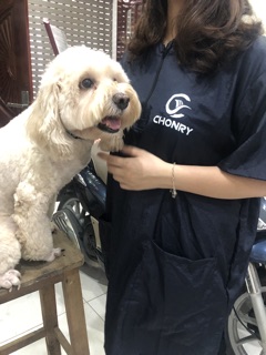Áo mặc cắt lông chó Chonry
