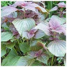 Hạt giống tía tô Rado 78 RD gói 2.5gr