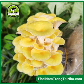 Combo 6 Phôi Nấm Hoàng Kim Trồng Tại Nhà
