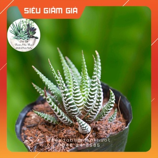 SEN ĐÁ MÓNG RỒNG 🧚[SIÊU ĐẸP]🧚 - SEN ĐÁ BUÔN MA THUỘT