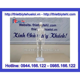 Mô hình hệ xương người 85cm
