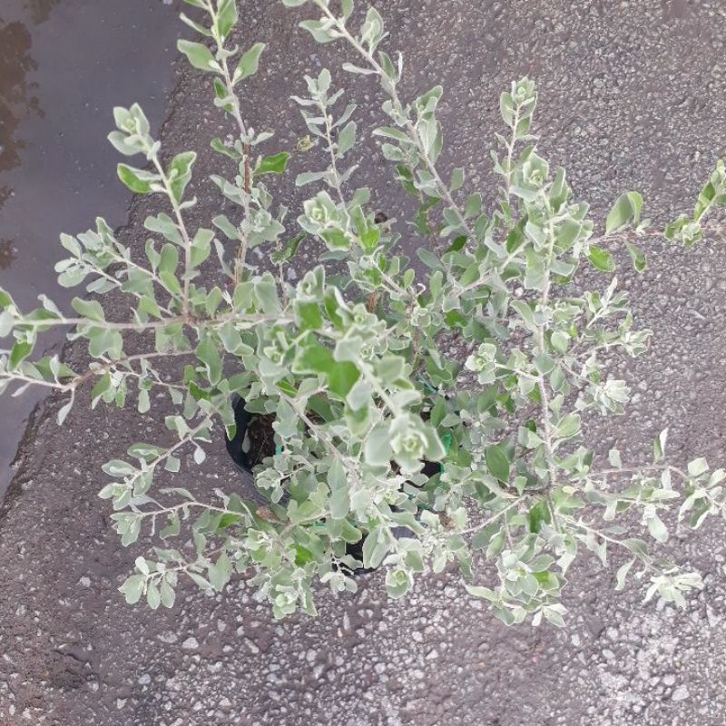 Cây tuyết sơn phi hồng