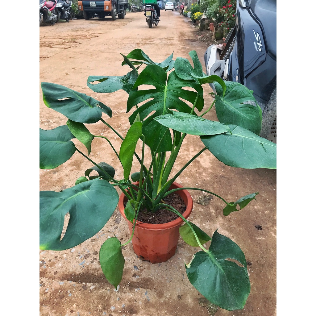 Cây trầu bà Nam Mỹ lá xẻ, trầu bà monstera   cao 45cm lá xanh bóng, trang trí nội thất