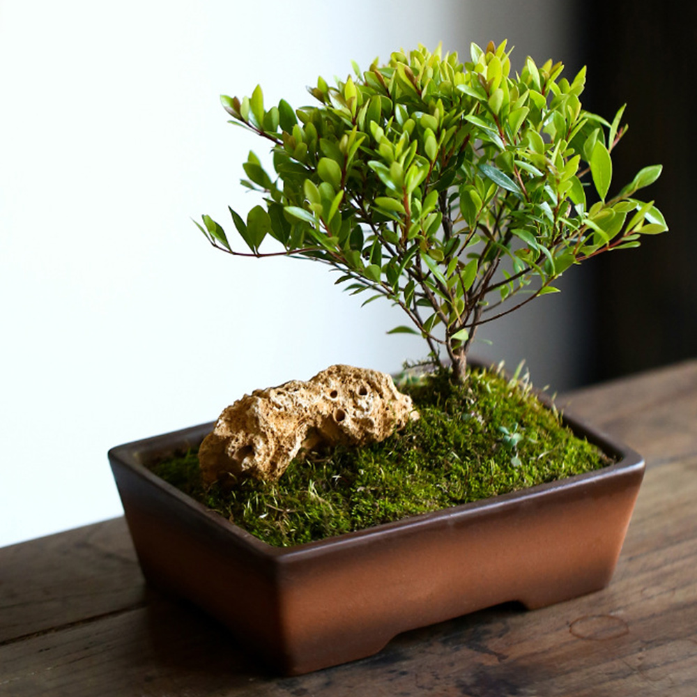 Chậu Gốm Trồng Cây Bonsai Có Lỗ Thoát Nước Tiện Dụng