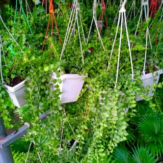 Lan Tim chậu nhựa dây treo