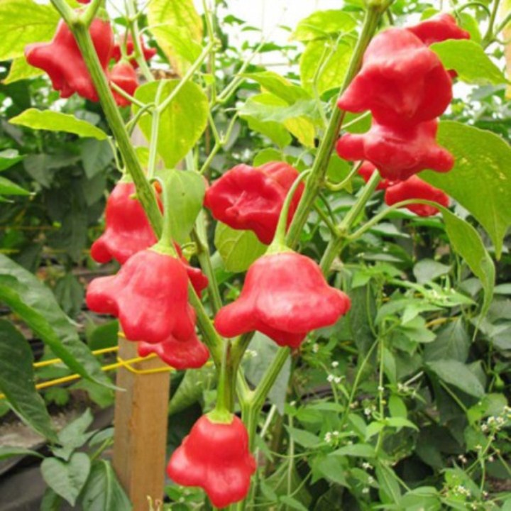50H - #Hạt_Giống_Ớt_Hoa_Hồng