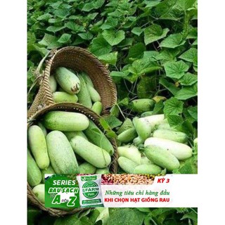 DƯA CHUỘT MÈO ( QUẢ TO ) 10 hạt