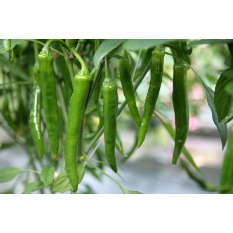 Hạt Giống Ớt Dưa Chuột Hàn Quốc F1 - 10 Hạt - Nảy mầm 96% (có ảnh bao bì)