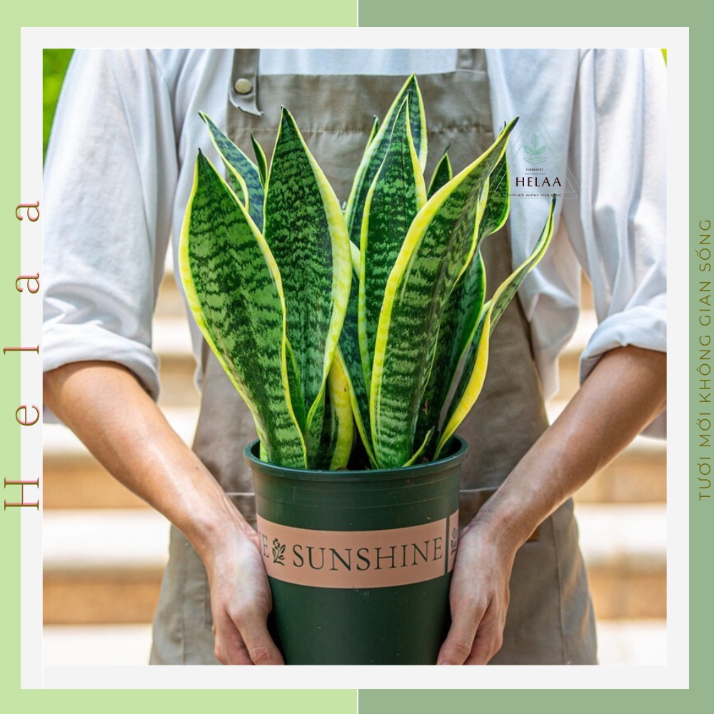 Chậu Nhựa Trồng Hoa SUNSHINE 3 Gal, 1.5 Gal, 1 Gal, Cây Cảnh,Trang Trí Ban Công, Sân Vườn, Văn Phòng - Có Dĩa Kèm