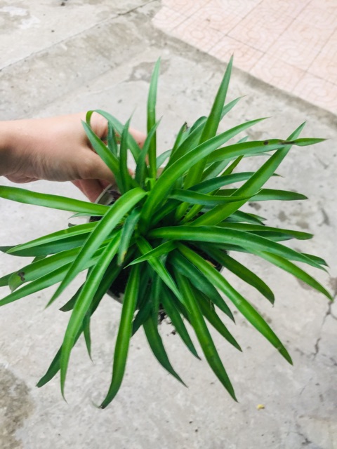 🌱Nàng chuyền 🌱