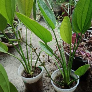 Cây bách thủy tiên ( cây lan nước)