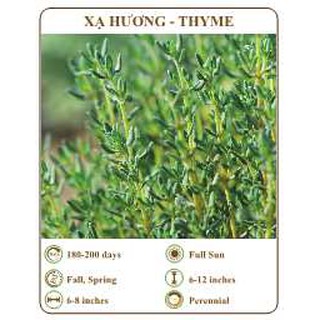 Hạt giống xạ hương - thyme - THE XANH
