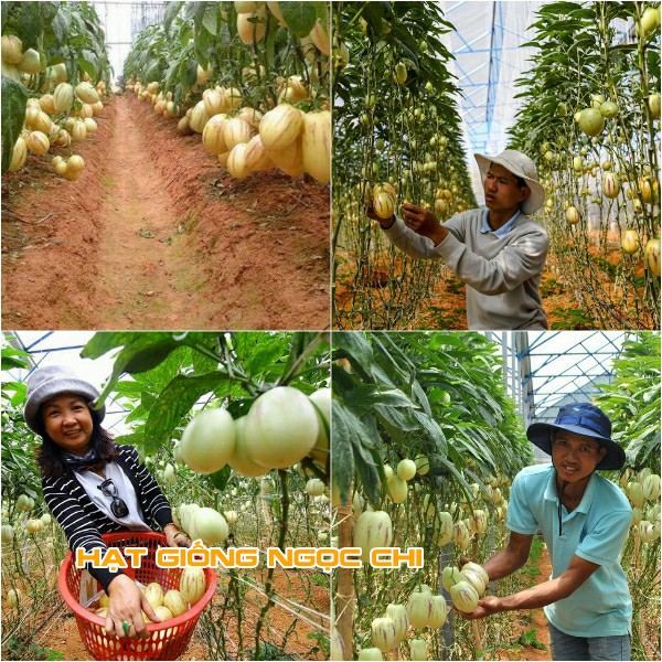 Hạt Giống Dưa Pepino (Dưa Nam Mỹ) - 4 Hạt