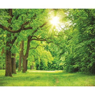 Tranh dán tường Cảnh Rừng Cây RC0055 chất liệu giấy Kim Sa Cao Cấp