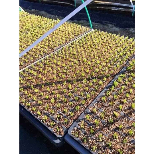 Khay ươm cây 128 lỗ