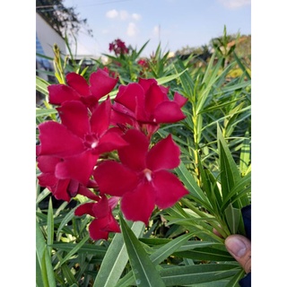 cây trúc đào hoa màu hồng,đỏ.