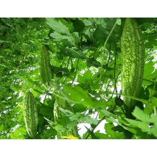 10h - HẠT GIỐNG KHỔ QUA