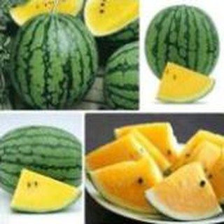 Gói 50 hạt dưa hấu ruột vàng tặng kèm phân và kích mầm