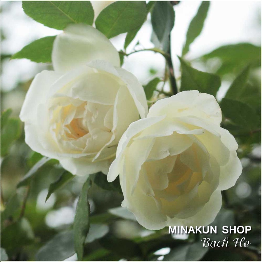 Cây hoa hồng cổ Bạch Ho trắng siêu đẹp - MinaKun Shop