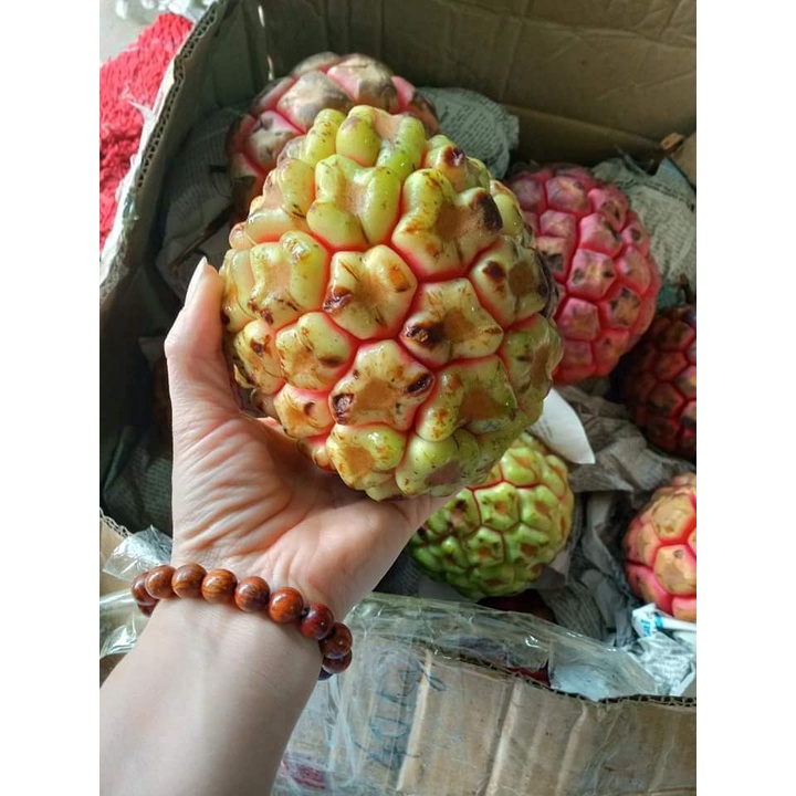 Na rừng ngâm rượu Tây Nguyên khô 1kg