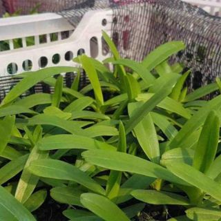 Hoa phong lan - combo 3 cây quế tháng 8 hòa bình