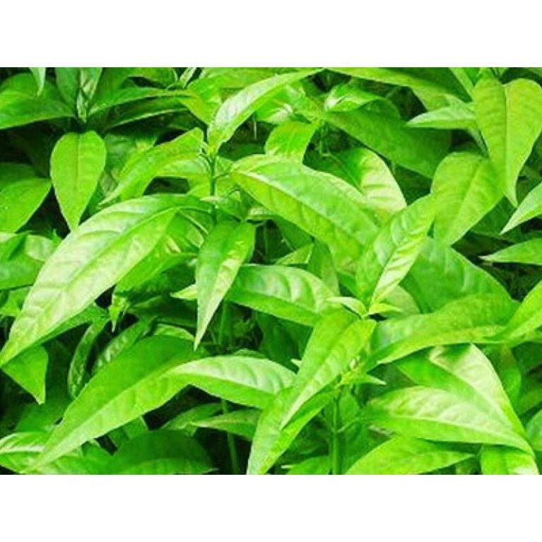 Cây trà Hoàn Ngọc trắng, xuân hoa, cây nhật nguyện, cây con khỉ, trà hoàng ngọc xanh- Pseuderanthemum palatiferu